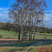 Bradgate Park near Leicester UK