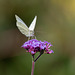 Butterfly in heaven