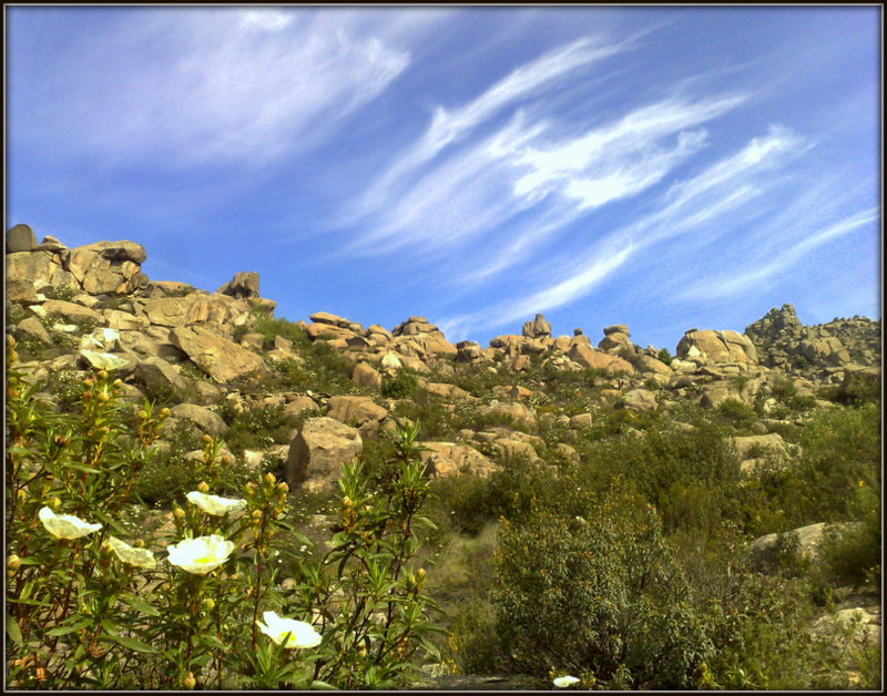 Granite, cistus and sky.