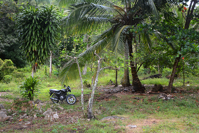 Dominican Republic, The Bike in the Jungle