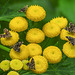 20210831 2755CPw [D~LIP] Rainfarn (Tanacetum vulgare), Brennnessel-Spreizflügelfalter (Anthophila fabriciana), UWZ, Bad Salzuflen