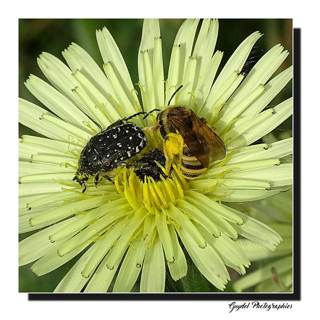 Coexistence pacifique !