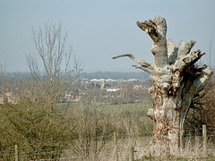 Looking back over Alcester and the Church of St Nicholas from Trig Point (105m) near Oversley Castle.