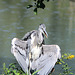 Resting Heron