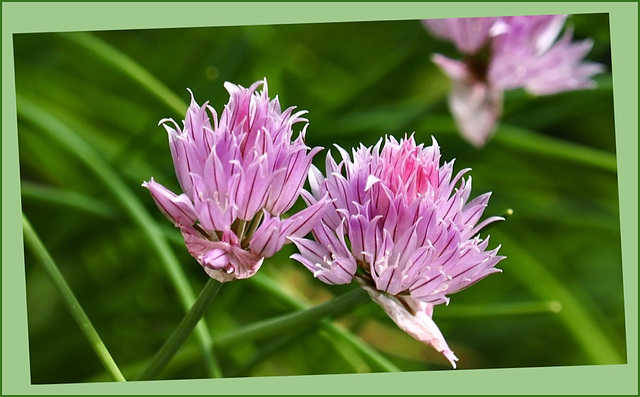 Chive Blossoms.