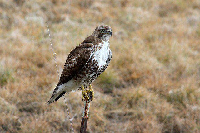 Red-tailed Hawk