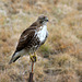 Red-tailed Hawk