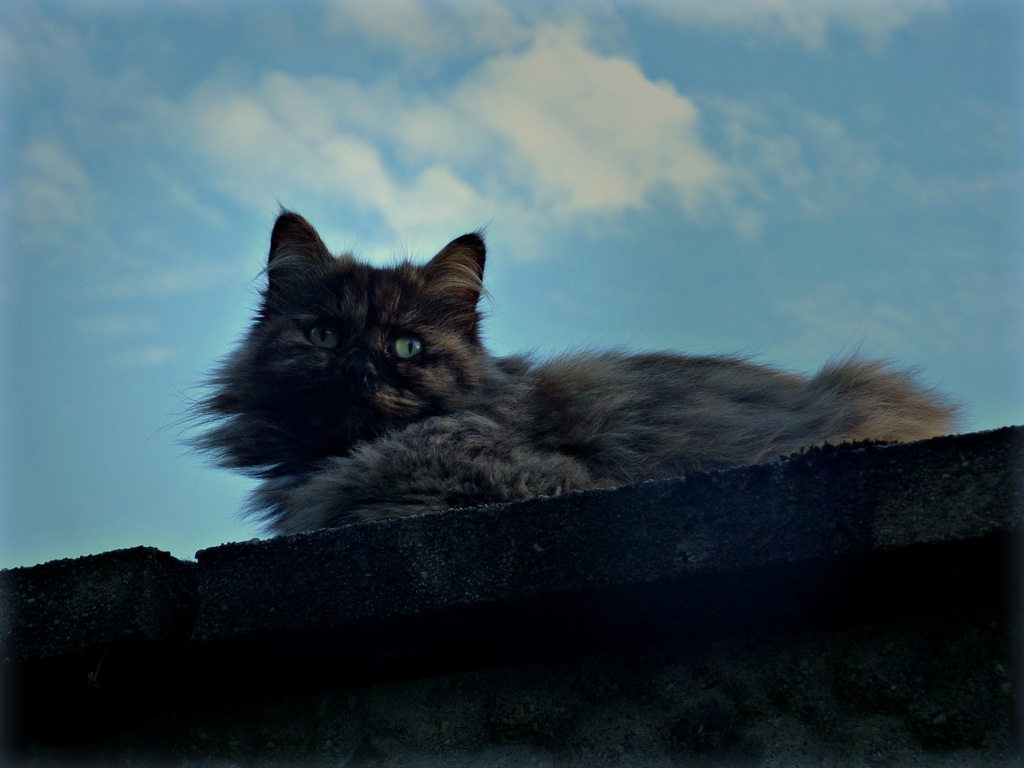 Flauschiges auf der Mauer