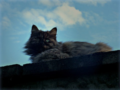 Flauschiges auf der Mauer