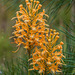Platanthera ciliaris (Yellow Fringed Orchids) in a power line cut