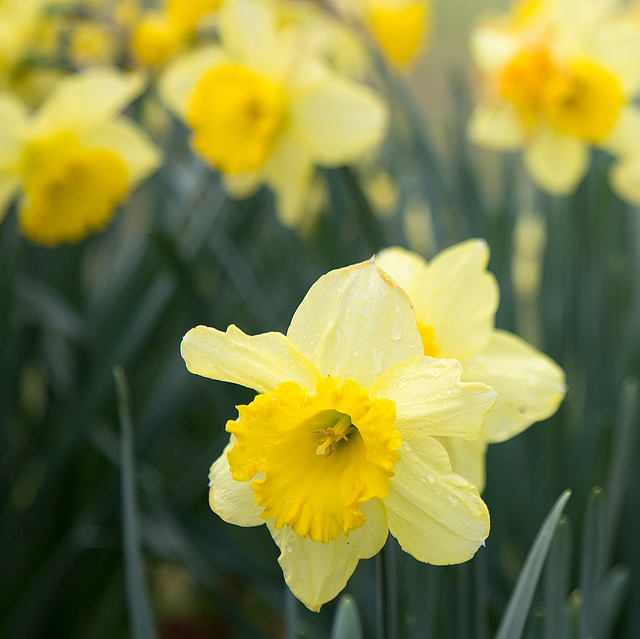 Daffodils 2016 #2