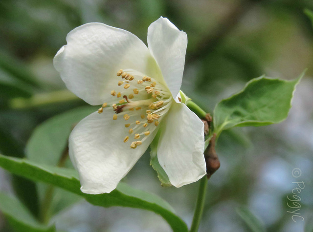 Sweet Mock-orange ..