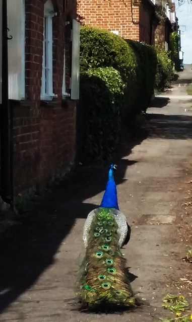 nuneham courtenay peacock