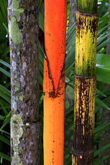 Red Sealing Wax Palm