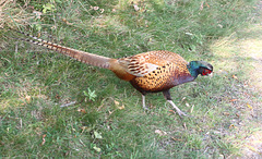 Male Pheasant