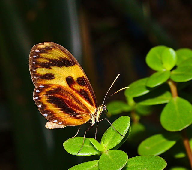 Butterfly IMG_2058