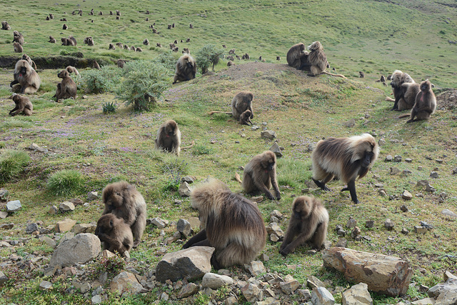 Ethiopia, Simien Mountains, Herd of Geladas