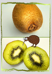 Kiwi on Kiwi... ©UdoSm