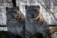 Snow leopards from the Welsh mountain zoo3