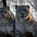 Snow leopards from the Welsh mountain zoo3