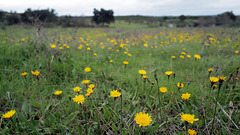 Leontodon taraxacoides, Asteraceae