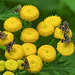 20210831 2756CPw [D~LIP] Rainfarn (Tanacetum vulgare), Brennnessel-Spreizflügelfalter (Anthophila fabriciana), UWZ, Bad Salzuflen