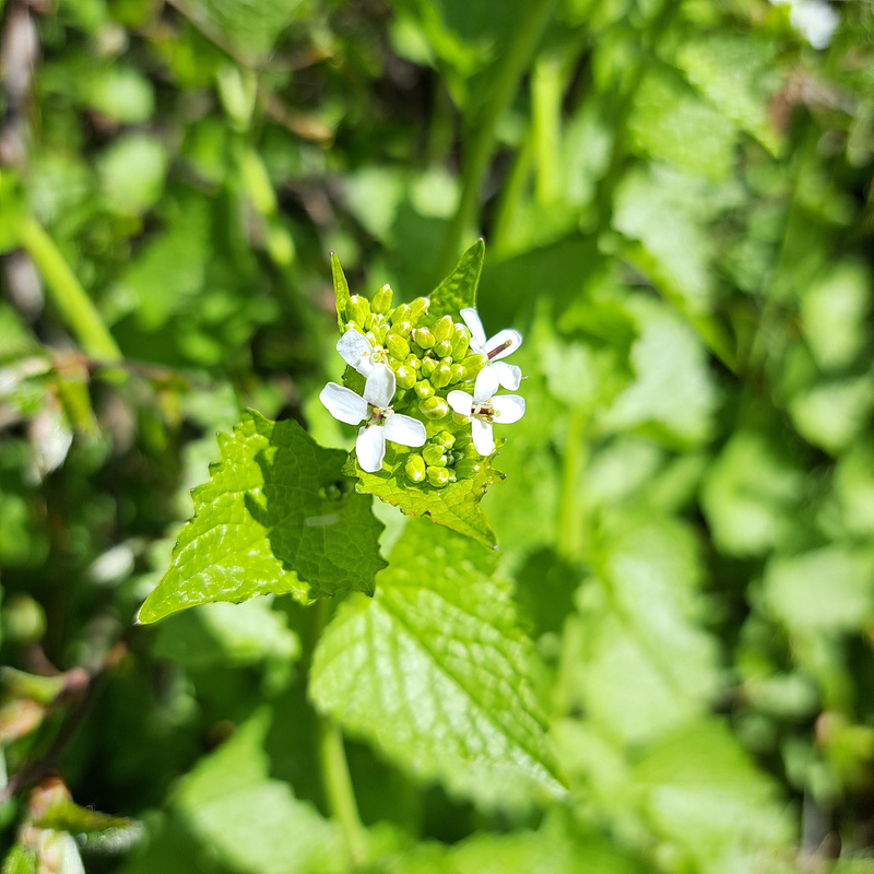 Knoblauchsrauke (Alliaria petiolata (M. Bieb.) Cavara & Grande; Syn.: Alliaria officinalis Andrz. ex M. Bieb.)