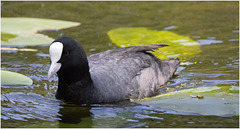 IMG 9700 Coot