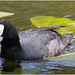 IMG 9700 Coot