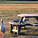 Happy Tuesday Table