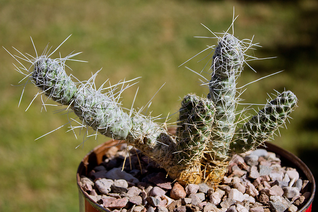 Tephrocactus weberi