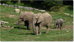 ZOO de BEAUVAL