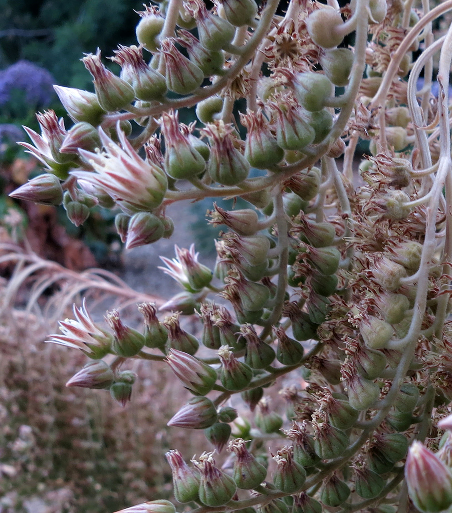 L.A. County Arboretum (0866)