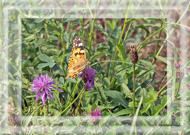 Schmetterling