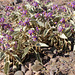 Solanum quadriloculatum