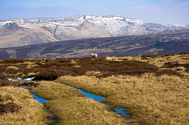 Bleaklow from Black Moor