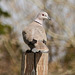Eurasian Collared-Dove / Streptopelia decaocto