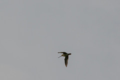 Snipe