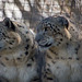 Snow leopards from the Welsh mountain zoo4