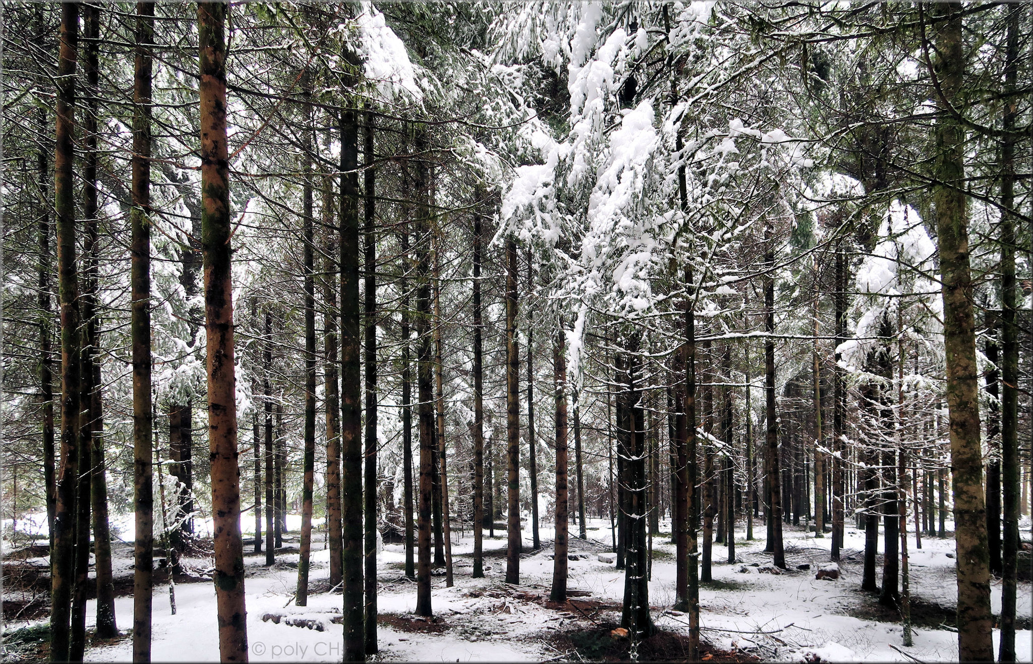 Neujahr im Wald