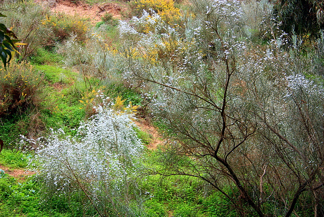 Le printemps s'invite déjà.