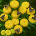 20210831 2757CPw [D~LIP] Rainfarn (Tanacetum vulgare), Brennnessel-Spreizflügelfalter (Anthophila fabriciana), UWZ, Bad Salzuflen