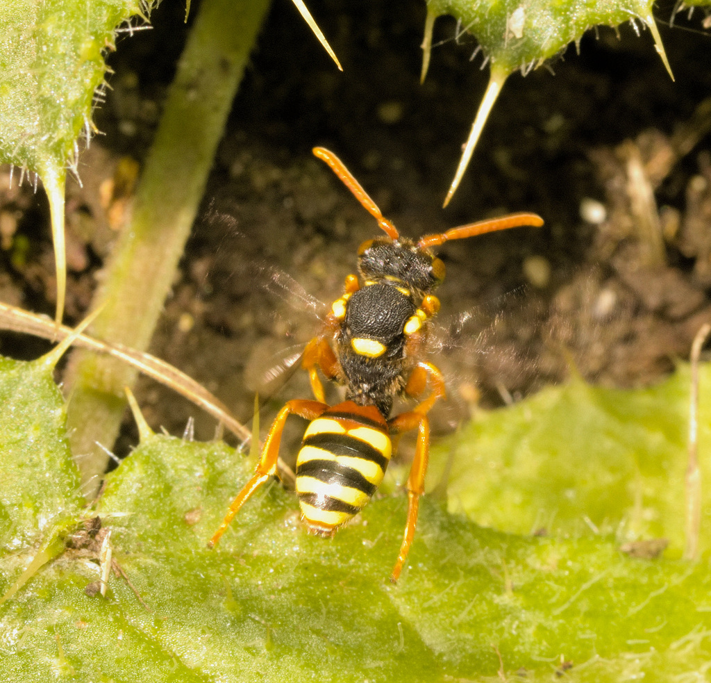 IMG 2534 Nomada Beev2