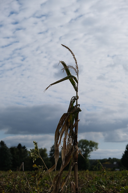 Nach der Ernte