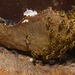 IMG 2441 Sweat Bee Nest-1