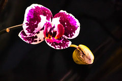 Otras fotografías de orquídeas de casa + (2 notas)