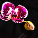 Otras fotografías de orquídeas de casa + (2 notas)