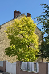 arbre