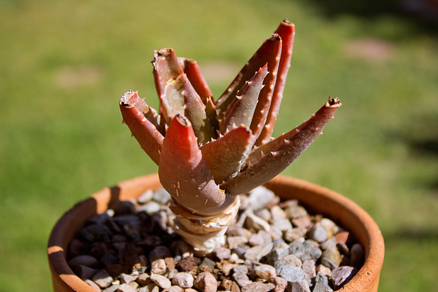 Mystery aloe from BTA