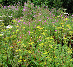 willow-herb